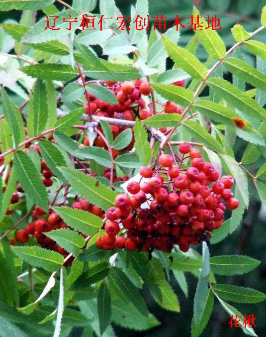 花楸小苗、花楸基地、百华花楸小苗、百华花楸基地
