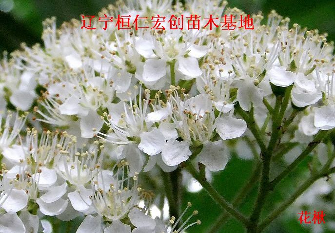 花楸小苗、花楸基地、百华花楸小苗、百华花楸基地