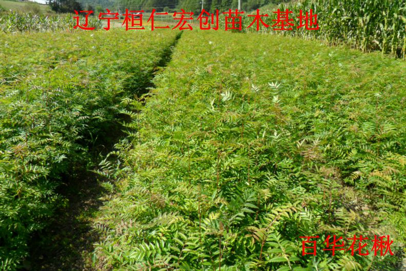 花楸小苗、花楸基地、百华花楸小苗、百华花楸基地