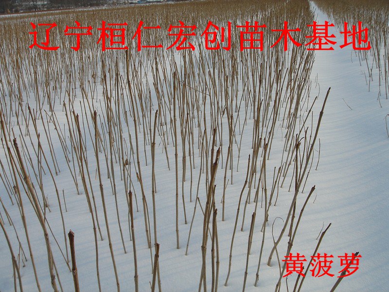 黄菠萝小苗、黄菠萝基地、黄柏小苗、黄柏基地