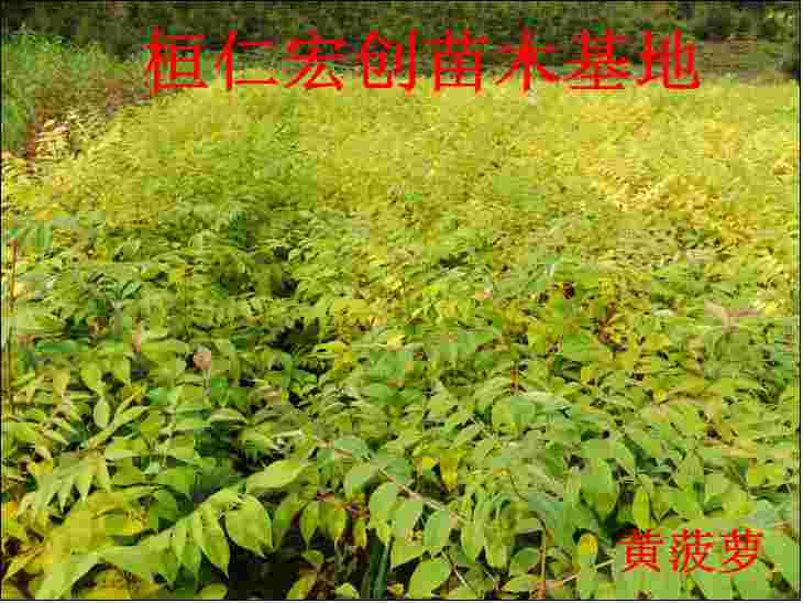 东北红豆杉小苗、东北红豆杉基地、东北红豆杉2年苗价格  东北红豆杉想你