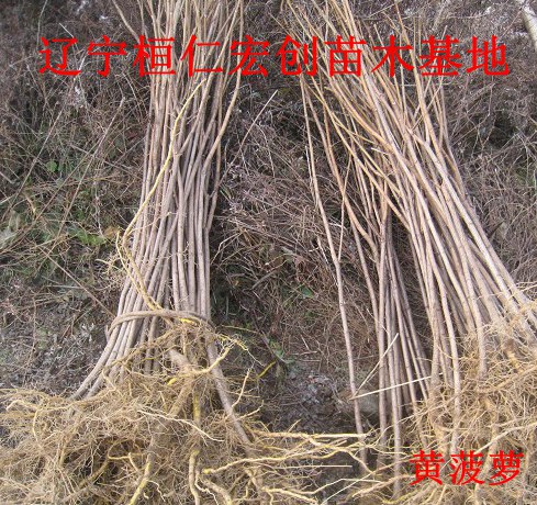 黃菠蘿小苗、黃菠蘿基地、黃柏苗、黃柏基地