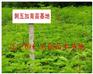 刺五加小苗、刺五加树苗、刺五加基地、刺五加种苗基地