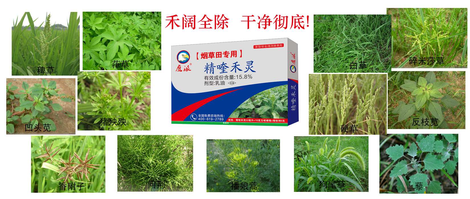 烟草田精喹禾灵专用除草剂