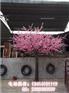 酒店仿真桃花、叶室外仿真桃花厂家直销 仿真梧桐树