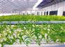 大棚蔬菜种植赚钱 大棚造价 选择山东大棚建设舜龙专业建棚