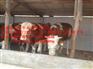 突泉县吉林牛犊价格