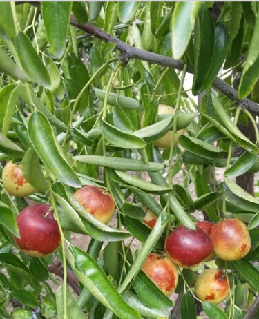 菏泽短枝二代冬枣怎样种植存活率高  厂家价格