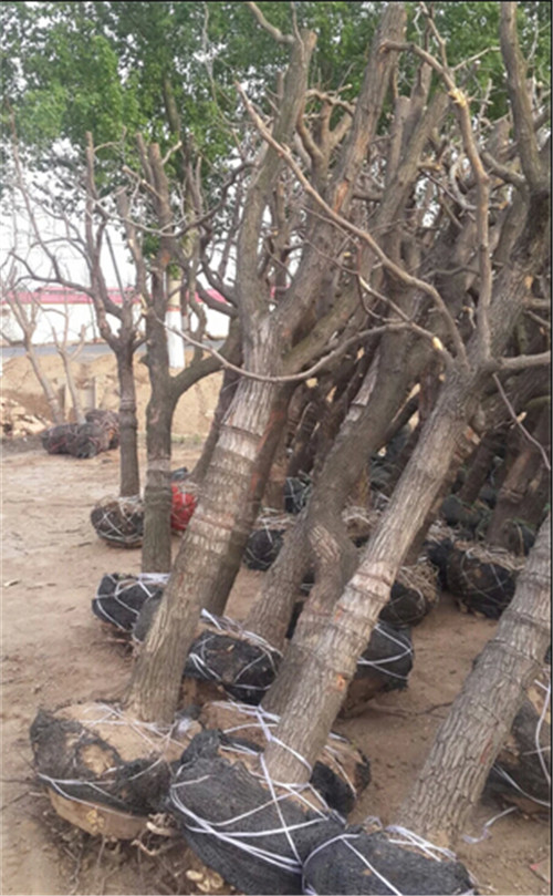 贵州冬枣树苗基地  厂家价格