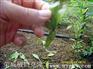 植物克隆技术种植/荣威种植园sel