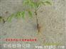 绿化果树育苗哪家好/荣威种植园s