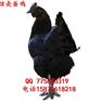 淮北绿壳蛋鸡苗2016价格