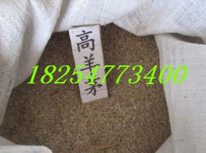 <肉吃什么牧草>  黑麦草价格  紫花苜蓿种子  菊苣