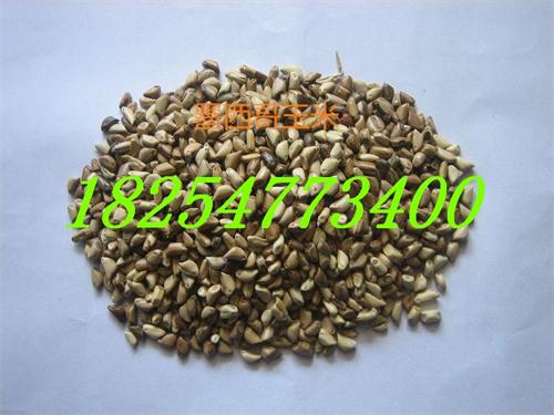 <肉吃什么牧草>  黑麦草价格  紫花苜蓿种子  菊苣