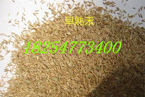 <肉牧草种植>  黑麦草价格  牧草种子  紫花苜蓿种子