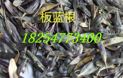<肉牧草种植>  黑麦草价格  牧草种子  紫花苜蓿种子