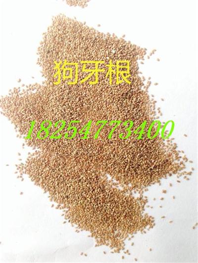 <肉牧草种植>  黑麦草价格  牧草种子  紫花苜蓿种子