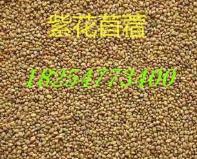 <养牧草种植>  紫花苜蓿种子  牧草种子  高羊茅种子价格
