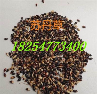 <养牧草种植>  紫花苜蓿种子  牧草种子  高羊茅种子价格