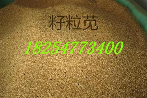 种植高丹草  紫花苜蓿  养牛牧草种子  黑麦草多少钱