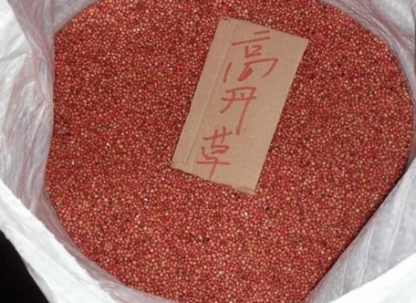 牧草种子价格  黑麦草价格