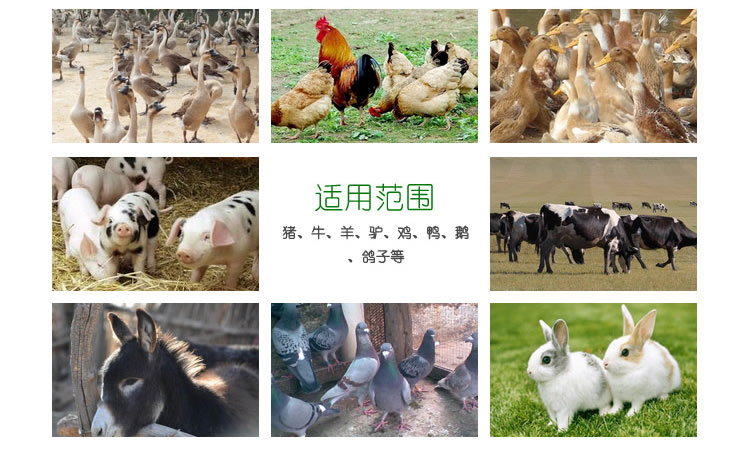 养殖专用养鸡养鸽子EM高效益生菌微生物助长酵素&nbsp;&nbsp;养鸡养猪专用营养&nbsp;&nbsp;养殖专用饲料添加&nbsp;&nbsp;动物专用营养液
