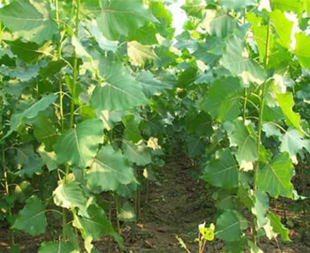 河南杨树苗繁育基地107杨树苗木价格&nbsp;&nbsp;杨树苗价格&nbsp;&nbsp;今年杨树苗行情