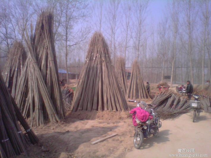 河南杨树苗繁育基地107杨树苗木价格&nbsp;&nbsp;杨树苗价格&nbsp;&nbsp;今年杨树苗行情