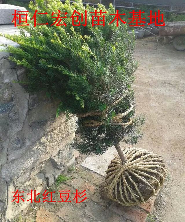 东北红豆杉小苗、红豆杉基地、红豆杉苗价格  东北红豆杉基地  东北红豆杉苗价格