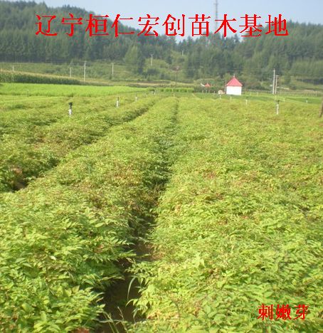 刺嫩芽小苗、刺嫩芽基地、刺嫩芽种苗基地、刺嫩芽树苗
