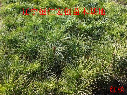 红松小苗、红松基地、桓仁红松、红松种苗基地、辽宁红松  辽宁红松种苗基地