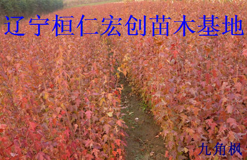 九角枫小苗、九角枫基地、九角枫丛生树、九角枫大树  九角枫种苗基地