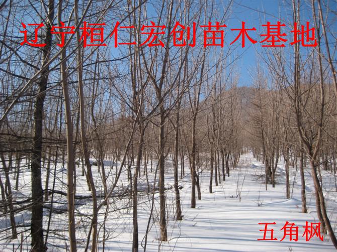 五角枫小苗、五角枫基地、辽宁五角枫、五角枫丛生树、五角枫截杆