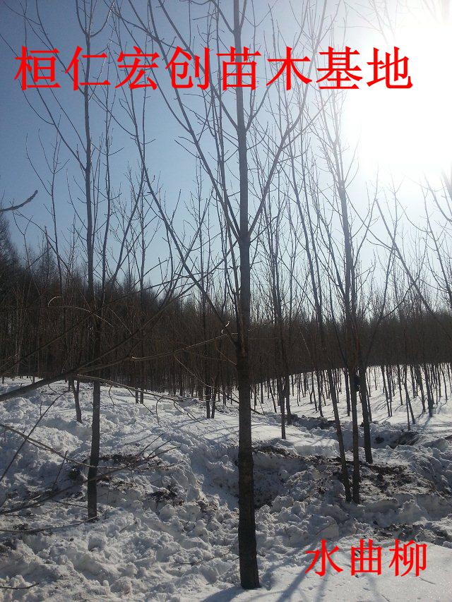 水曲柳小苗、水曲柳基地、水曲柳丛生树、水曲柳大树、辽宁水曲柳  水曲柳丛生大树