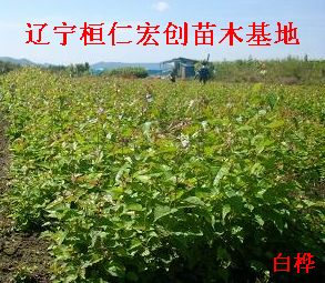 白桦小苗、白桦基地、白桦种苗基地、辽宁白桦、白桦丛生树