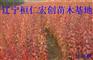 九角枫小苗、九角枫基地、九角枫丛生树、九角枫大树