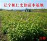 白桦小苗、白桦基地、白桦种苗基地、辽宁白桦、白桦丛生树