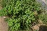 荐！青岛花卉供应,青岛花卉哪家好——【青岛市崂山区先森花卉】