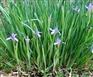 上盆宿根花卉种植_上盆宿根花卉种植基地