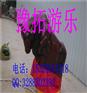 户外贺州游乐设备机械斗牛机