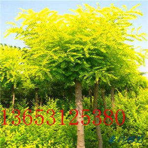 供应‘金叶榆，金枝槐金叶槐 香花槐国槐火炬树&nbsp;&nbsp;哪有&nbsp;&nbsp;便宜