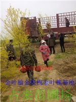 供应‘金叶榆，金枝槐金叶槐 香花槐国槐火炬树&nbsp;&nbsp;哪有&nbsp;&nbsp;便宜