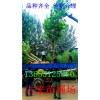 供应‘速生柳柿子树平头国槐哪有便宜&nbsp;&nbsp;苹果树
