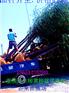 供应3.5.6.8.12.速生柳 平头带帽白蜡 哪有垂柳