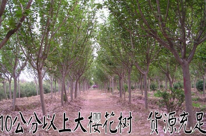 北京广玉兰苗木批发_北京法桐小苗批发价格_北京苗木批发