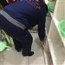 德州專業(yè)滅老鼠殺蟲公司
