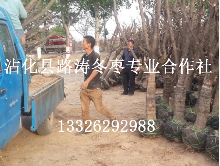 河北冬枣树苗种植  厂家价格