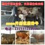 山西肉牛