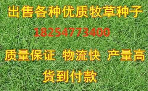 牧草菊苣种植>  牧草种子菊苣种  山东牧草种子公司  买牧草种子