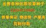 养鸡用牧草>